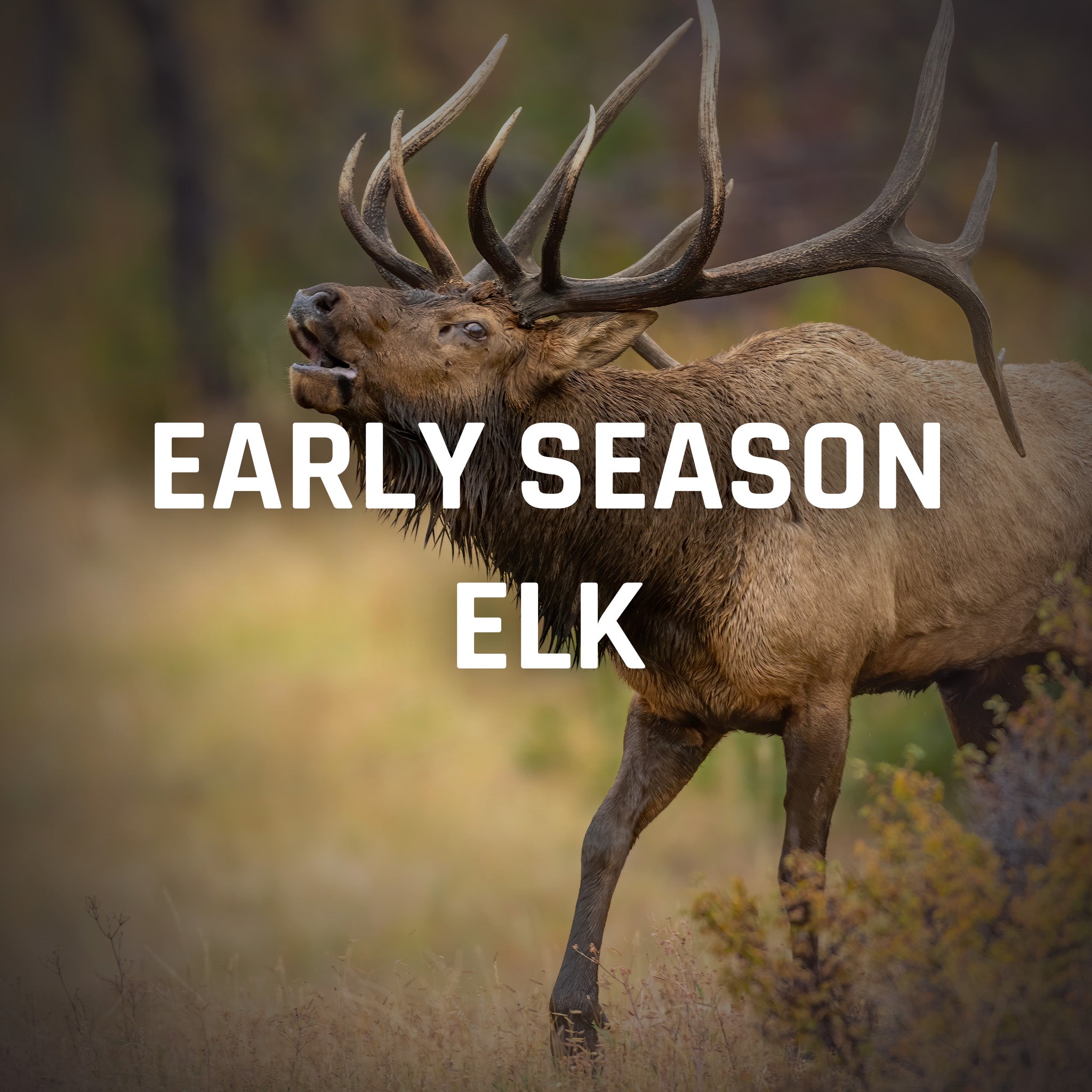 Early Elk – Element Outdoors