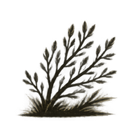 NATURAL ELEMENTS